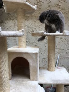 Hide box for safe place on a commercial cat tree