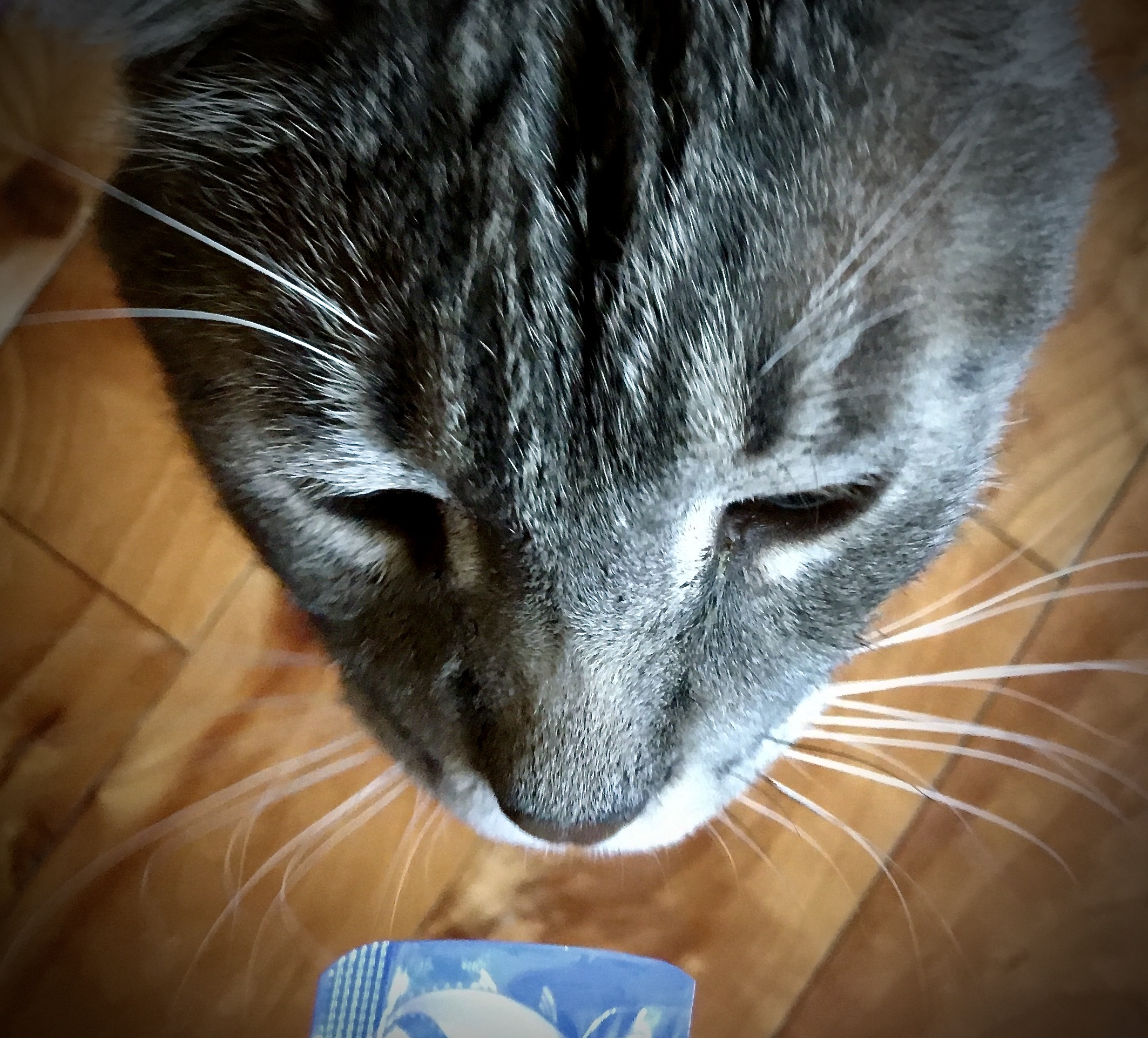 A Cat's World My Cat's Sense of Touch