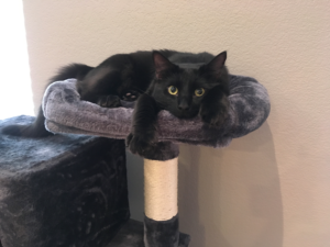 cat on cat tree