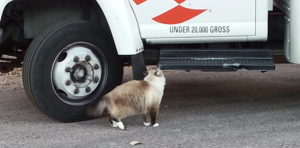 Marley with truck