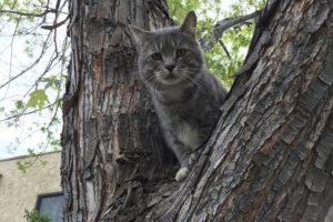 Gus in tree