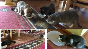 Feeding stations for cats