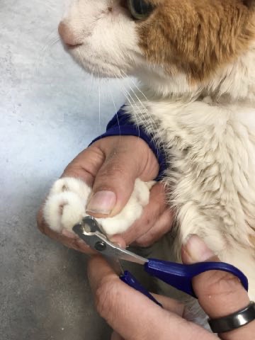 The Cat Friendly Home: Guiding your cat's scratching behavior