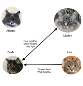 Diagram social groups cats