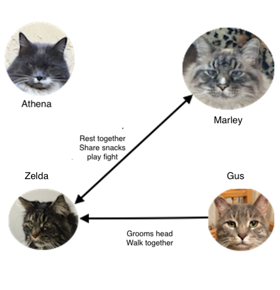Diagram social groups cats