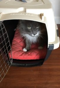 Cat in Carrier