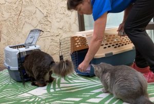 cats with carrier and treats