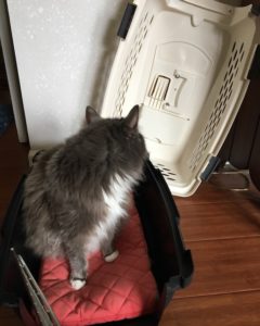 Cat Carrier Comes Apart