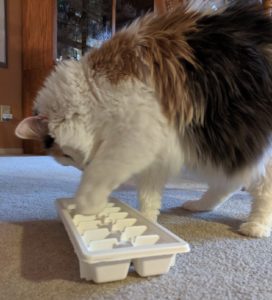 Cat Eating from Ice Cube Tray