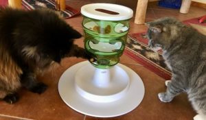 Dry cat food in puzzle feeder