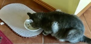 canned cat food meal feeding