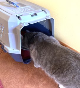 Cat eating in carrier