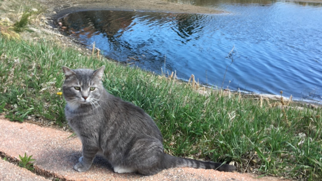 Outdoor cat