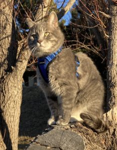 Cat with Harness outdoors