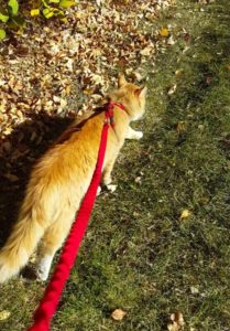 Cat on Leash