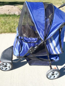 A Cat enjoys a walk in a stroller