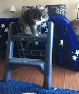 Steps to bed for older cat