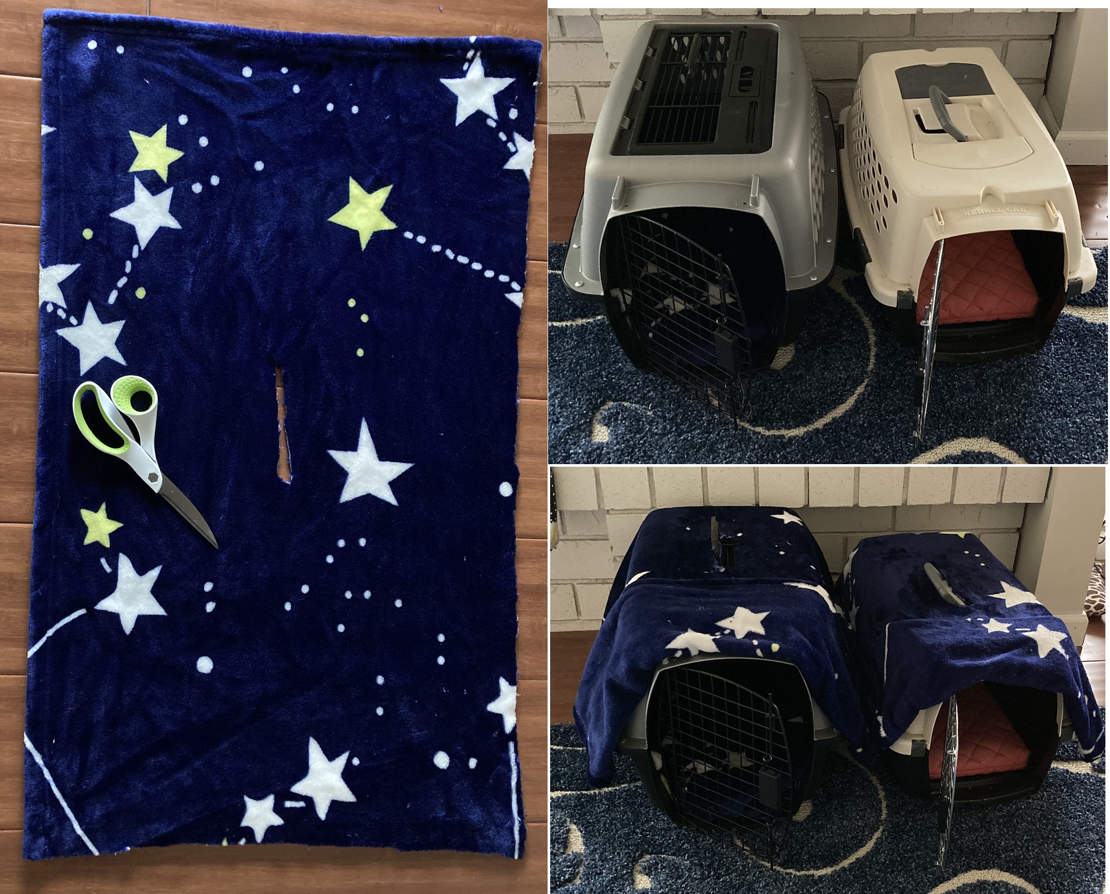 Is There More to the Finicky Cat Meme than Food Choices?