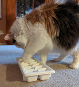 Ice cube tray as a food puzzle 