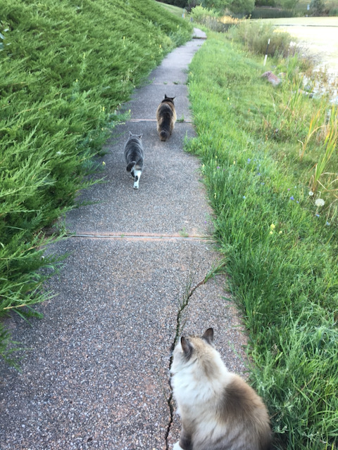 Cats on the morning walk