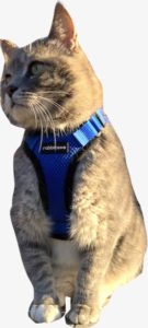 cat with harness front view