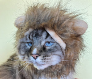 Cat in a Lion costume