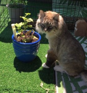 Cat with catnipn plant