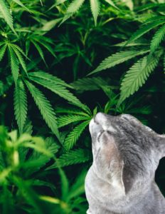 Cat sniffs cannabis plant