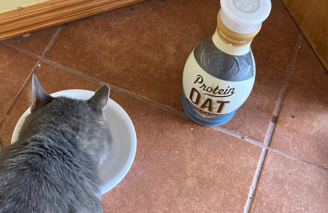 Cat with Oat Milk