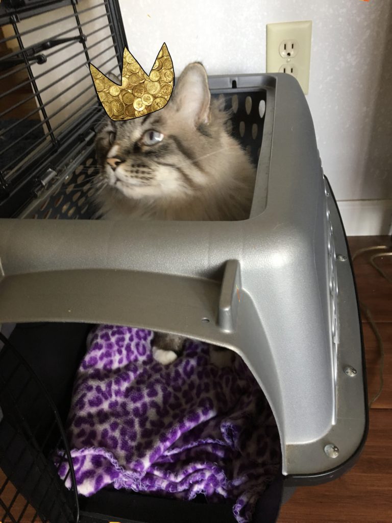 A Cat in his carrier