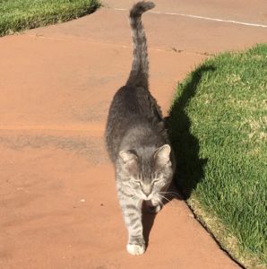 cat with tail up