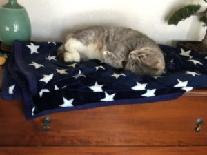 Cat napping on dresser