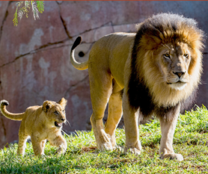 Lions with tail up