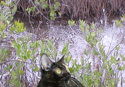 cat found in swamp