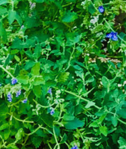 catmint plant