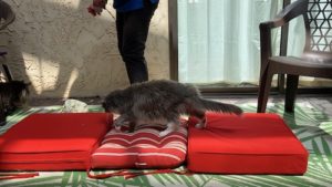 Cat walking on cushions