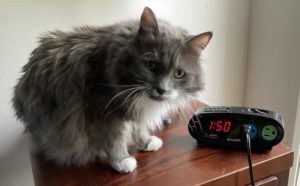 Cat and alarm clock