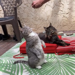 Cat sitting up