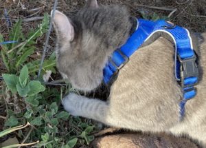 cat and catnip plant