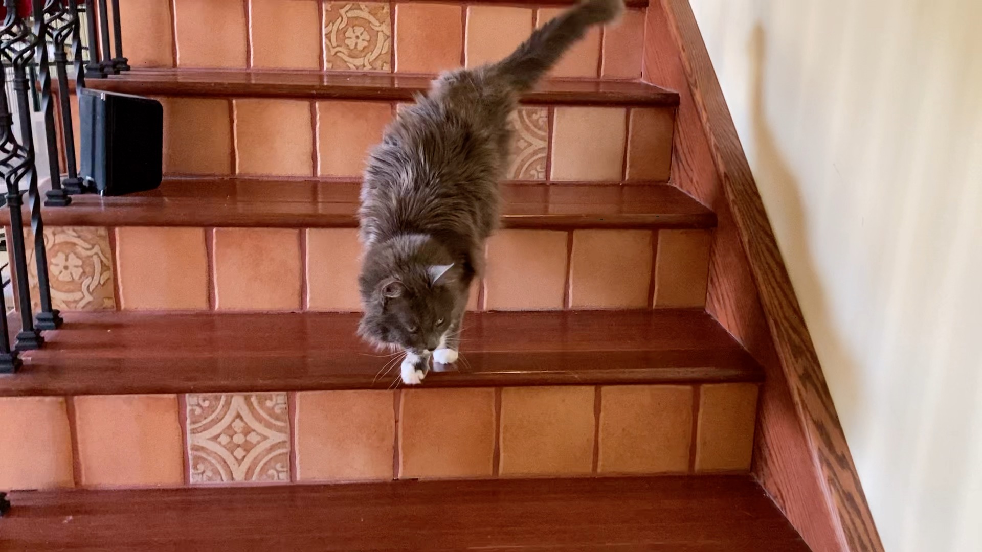 OLder cat coming dowm stairs