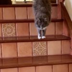 Cat at top of stairs