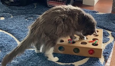 cat with toy box