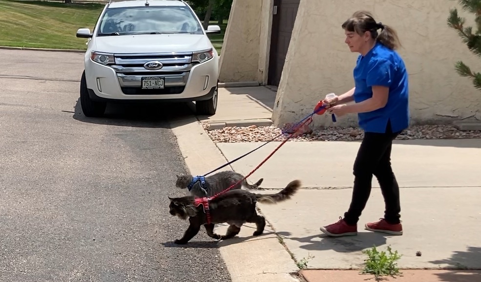 Cats on leashes