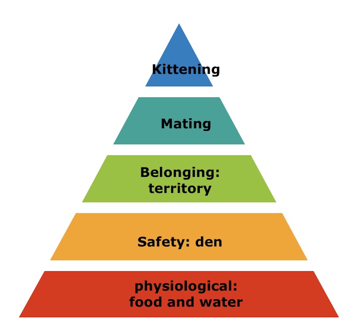 What do cats need the 5 pillars of the feline environment