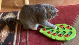 Cat using food puzzle