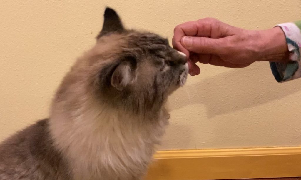 Friendly cat greeting a human