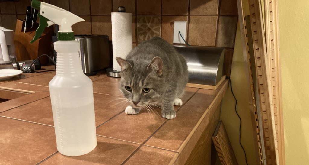 cat on counter