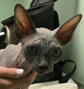 Sphynx cat