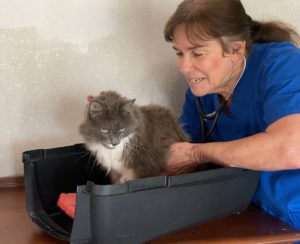 a cat is examined in her carrier