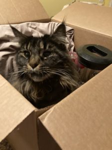 cat in moving box